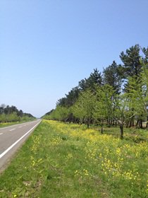 AKITA 2012-05-09 003.JPG