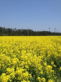 AKITA 2012-05-09 006.JPG