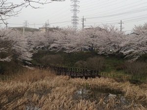 桜 2013-03-27 002.JPG